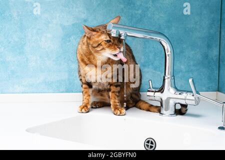 Un chat bengal mignon boit de l'eau dans un robinet. Belle eau de boisson de chat avec la langue du robinet dans la cuisine. Banque D'Images