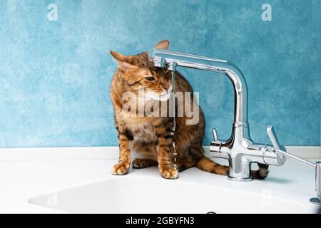 Un chat bengal mignon boit de l'eau dans un robinet. Belle eau de boisson de chat avec la langue du robinet dans la cuisine. Banque D'Images