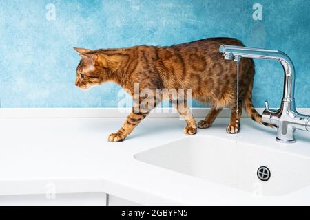 Un chat bengal mignon boit de l'eau dans un robinet. Belle eau de boisson de chat avec la langue du robinet dans la cuisine. Banque D'Images