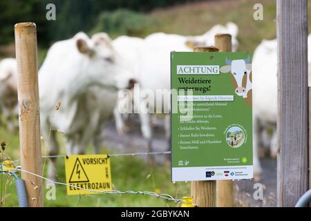 Bernau, Allemagne. 04e août 2021. Un panneau avec l'inscription « ATTENTION broutage animaux sur la route! » souligne les règles de conduite dans les zones de pâturage accessibles à pied tandis que le bétail peut être vu en arrière-plan. Les villages de la Forêt-Noire participants reçoivent des panneaux de pâturage pour éviter les collisions indésirables entre le bétail et les touristes. (À dpa-Kor ''attention des animaux de pâturage' - quand les humains et les vaches se trouvent à leur façon') Credit: Philipp von Ditfurth/dpa/Alay Live News Banque D'Images