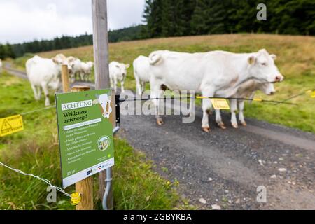 Bernau, Allemagne. 04e août 2021. Un panneau avec l'inscription « ATTENTION broutage animaux sur la route! » souligne les règles de conduite dans les zones de pâturage accessibles à pied tandis que le bétail peut être vu en arrière-plan. Les villages de la Forêt-Noire participants reçoivent des panneaux de pâturage pour éviter les collisions indésirables entre le bétail et les touristes. (À dpa-Kor ''attention des animaux de pâturage' - quand les humains et les vaches se trouvent à leur façon') Credit: Philipp von Ditfurth/dpa/Alay Live News Banque D'Images