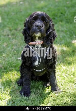 Cocker masculin de 3 ans, mélange épagneul et coodle, AKA Cockapoo. Parc pour chiens en Californie du Nord. Banque D'Images