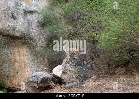 Diverses images de léopard/s, uniques aussi bien que de famille dans leur habitat naturel à Jawai, Rajasthan, Inde sur une colline faite de roches Banque D'Images