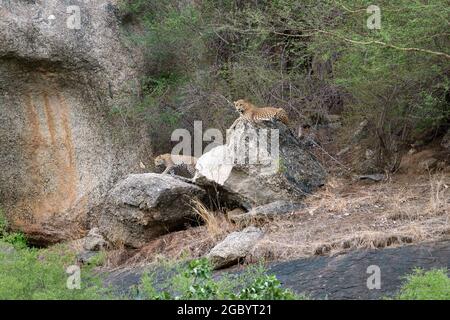 Diverses images de léopard/s, uniques aussi bien que de famille dans leur habitat naturel à Jawai, Rajasthan, Inde sur une colline faite de roches Banque D'Images