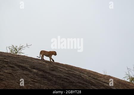 Diverses images de léopard/s, uniques aussi bien que de famille dans leur habitat naturel à Jawai, Rajasthan, Inde sur une colline faite de roches Banque D'Images