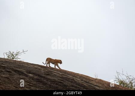 Diverses images de léopard/s, uniques aussi bien que de famille dans leur habitat naturel à Jawai, Rajasthan, Inde sur une colline faite de roches Banque D'Images