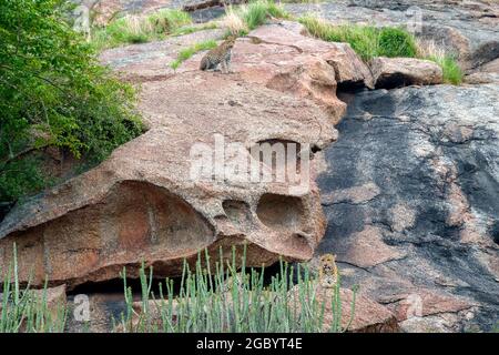 Diverses images de léopard/s, uniques aussi bien que de famille dans leur habitat naturel à Jawai, Rajasthan, Inde sur une colline faite de roches Banque D'Images