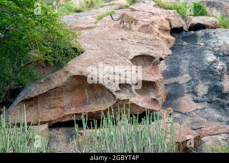 Diverses images de léopard/s, uniques aussi bien que de famille dans leur habitat naturel à Jawai, Rajasthan, Inde sur une colline faite de roches Banque D'Images