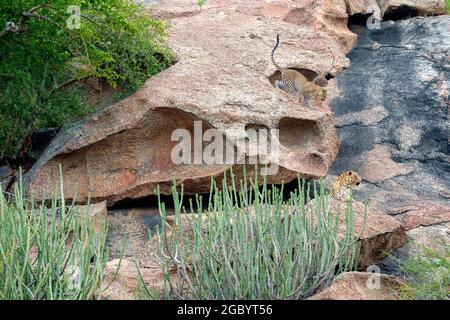 Diverses images de léopard/s, uniques aussi bien que de famille dans leur habitat naturel à Jawai, Rajasthan, Inde sur une colline faite de roches Banque D'Images