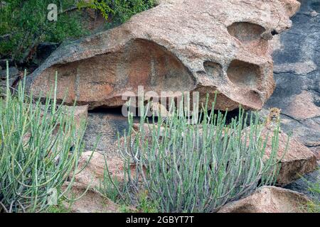 Diverses images de léopard/s, uniques aussi bien que de famille dans leur habitat naturel à Jawai, Rajasthan, Inde sur une colline faite de roches Banque D'Images