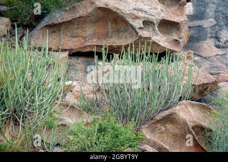 Diverses images de léopard/s, uniques aussi bien que de famille dans leur habitat naturel à Jawai, Rajasthan, Inde sur une colline faite de roches Banque D'Images