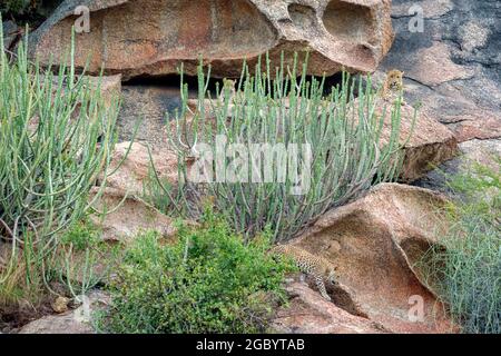 Diverses images de léopard/s, uniques aussi bien que de famille dans leur habitat naturel à Jawai, Rajasthan, Inde sur une colline faite de roches Banque D'Images