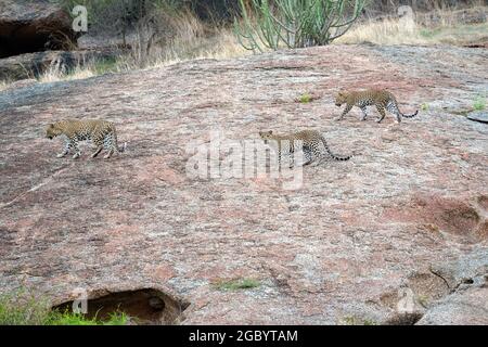 Diverses images de léopard/s, uniques aussi bien que de famille dans leur habitat naturel à Jawai, Rajasthan, Inde sur une colline faite de roches Banque D'Images