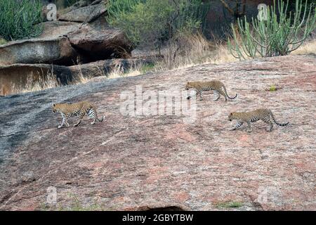 Diverses images de léopard/s, uniques aussi bien que de famille dans leur habitat naturel à Jawai, Rajasthan, Inde sur une colline faite de roches Banque D'Images