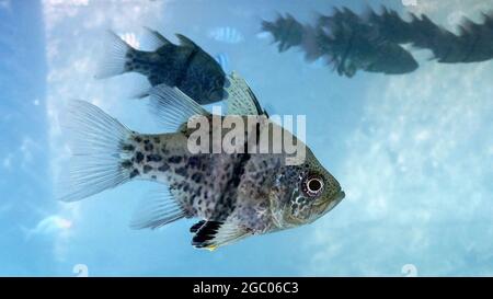 poissons nageant dans l'eau à proximité de vanuatu Banque D'Images