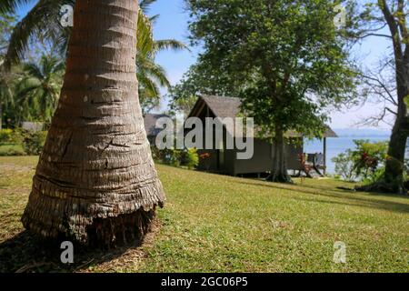 palm tree à côté d'une chambre d'hôtel sur l'île d'aore à vanuatu Banque D'Images