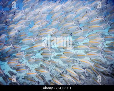 grande école de poissons dans l'eau à l'île d'aore Banque D'Images