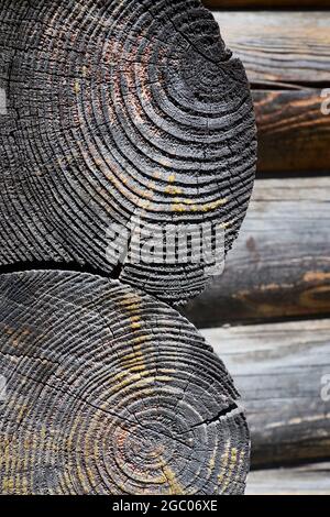 Bois d'époque grillé en bois de bois de cheminée taillé. Foyer sélectif bois réseux brûlé texture brillante de surface rugueuse arbre abattu avec des anneaux annuels Banque D'Images