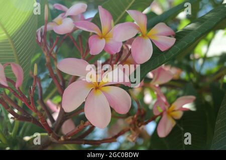 Fleurs frangipani gros plan sur la belle Plumeria. Incroyable de fleurs de frangipani thaïlandais sur fond de feuilles vertes. Banque D'Images