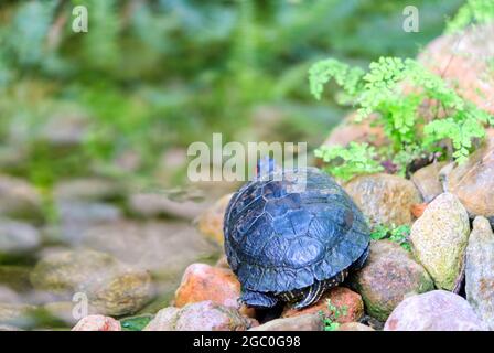 Turtle se trouve sur une plage en pierre près de l'étang Banque D'Images