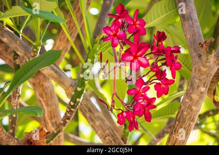 Plumeria en fleurs dans l'hôtel d'Egypte Banque D'Images