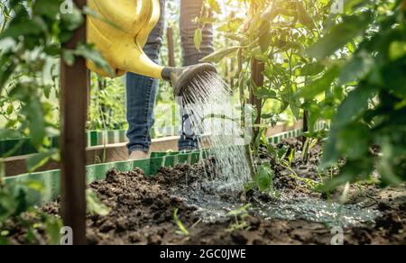 Le jardinier arrose des plants de tomates vertes en serre à l'aide d'un arrosoir. Concept de soin des plantes et de la culture de légumes sains. Banque D'Images
