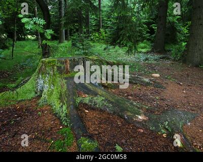 Forêt d'épicéa de la Providence dans la région de Vysocina en République tchèque Banque D'Images