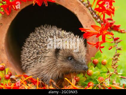 Hedgehog, Nom scientifique: Erinaceus Europaeus. Hérisson sauvage, originaire d'Europe à la fin de l'été, avec fleurs de Crocosmia rouges et baies de Honeysuckle. Banque D'Images