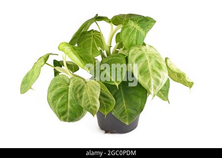 Plante-maison tropicale 'Syngonium macrophyllum Frosted Heart' dans un pot de fleurs isolé sur fond blanc Banque D'Images