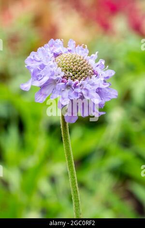 Scabiosa columbaria (scabious) 'Bisty Butterflies' plante à fleurs d'été avec une fleur d'été pourpre lilas communément connue sous le nom de pincoat, stock Banque D'Images