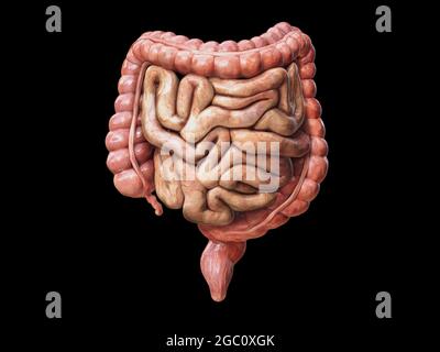 Gros et petit intestin isolé sur le blanc. Anatomie du système digestif humain. Tractus gastro-intestinal. Illustration du rendu 3d sur fond noir Banque D'Images