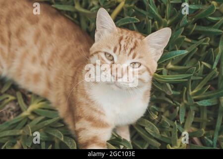Le chat se repose sur une journée ensoleillée en été. Chats de rue dans la nature. Photo de haute qualité Banque D'Images