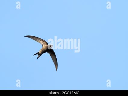 Un Swift (Apus apus) chassant les insectes contre un ciel bleu profond, Norfolk Banque D'Images