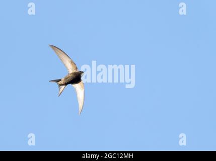 Un Swift (Apus apus) chassant les insectes contre un ciel bleu profond, Norfolk Banque D'Images