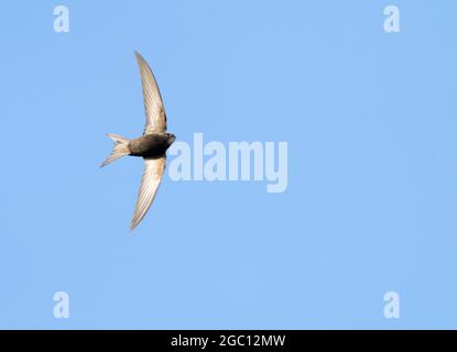 Un Swift (Apus apus) chassant les insectes contre un ciel bleu profond, Norfolk Banque D'Images