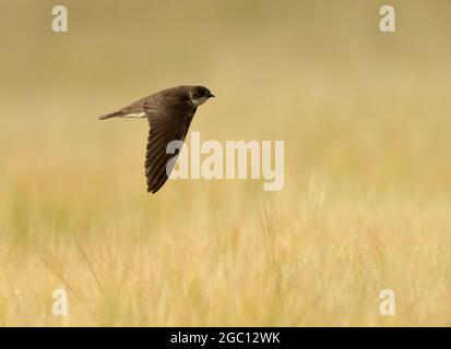 Un Martin de sable (Delichon urbicum) chasse des insectes bas sur un champ fraîchement coupé, Norfolk Banque D'Images