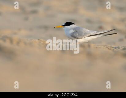 Un petit Tern (Sternula albifrons) sur la plage de Winterton, Norfolk Banque D'Images