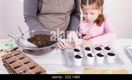 Petite fille aidant à planter des graines d'herbes dans de petits contenants pour un projet homeschool. Banque D'Images