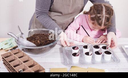 Petite fille aidant à planter des graines d'herbes dans de petits contenants pour un projet homeschool. Banque D'Images