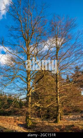 Deux grands arbres sans feuilles dans un ruisseau dans la forêt Reinhardswald lors d'une journée d'hiver ensoleillée avec un ciel bleu. Cette zone boisée est... Banque D'Images