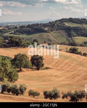 Champs de blé récoltés, oliveraies, vignobles et bois sur les collines de la province de Pesaro et Urbino, Marche, Italie. Banque D'Images