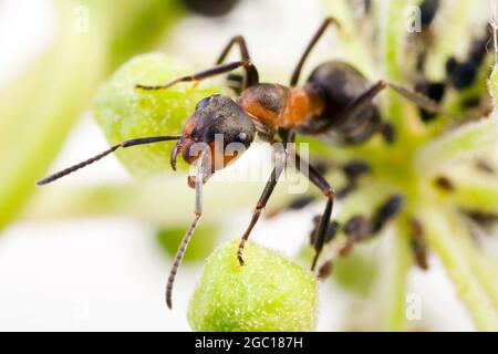 Fourmis de bois (Formica rufa), avec des mouches vertes sur l'ivy, Autriche Banque D'Images