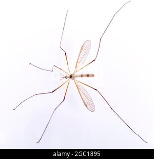 Chou crânien, brun padaddy-long-jambes (Tipula oleracea), vue de dessus, découpe Banque D'Images