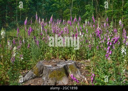 Fuxglove commun, fuxglove pourpre (Digitalis purpurea), fuxglossants violets et blancs sur une clairière, Allemagne, Hesse Banque D'Images