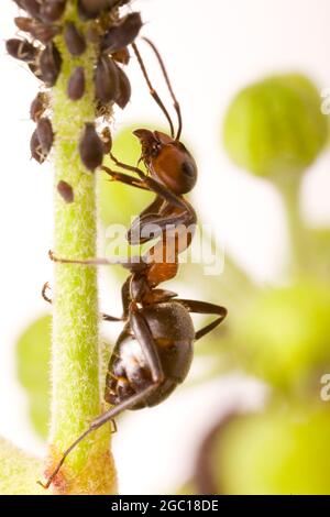 Fourmis de bois (Formica rufa), avec des mouches vertes sur l'ivy, Autriche Banque D'Images