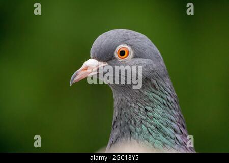 Pigeon domestique, pigeon féral (Columba livia F. domestica), portrait, Allemagne Banque D'Images