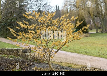 Noisette de sorcière (Hamamelis intermedia 'Jelena', Hamamelis intermedia Jelena, Hamamelis x intermedia), floraison, cultivar Jelena Banque D'Images