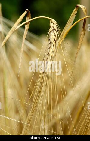 Orge (Hordeum vulgare), orge d'hiver, Allemagne Banque D'Images