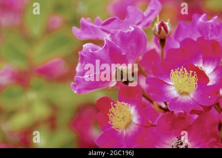 Rose pilier américain (Rosa 'pilier américain'), fleurs de cultivar pilier américain, Allemagne, Rhénanie-du-Nord-Westphalie Banque D'Images