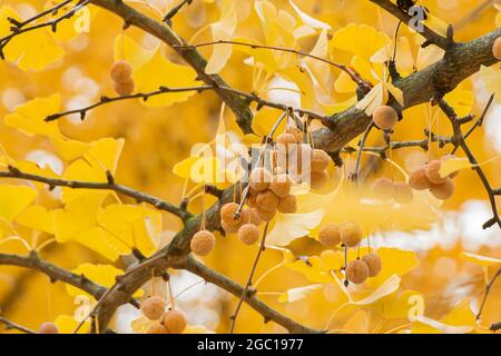 l'arbre de maidenhair, l'arbre de Ginkgo, l'arbre de Gingko, l'arbre de Ginkgo (Ginkgo biloba), les graines d'un arbre Banque D'Images